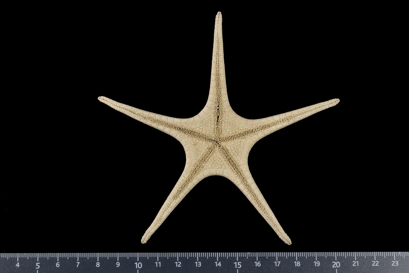 Astroceramus eleaumei
