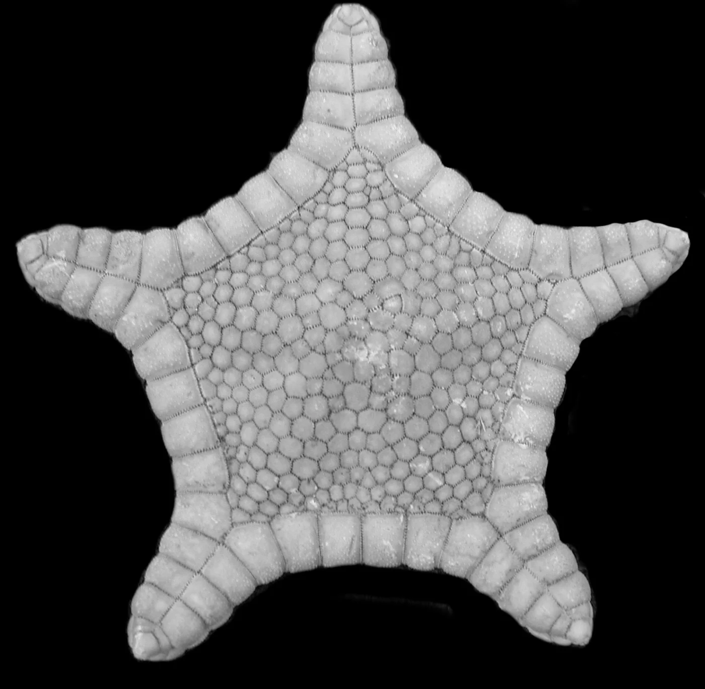 Astroceramus lionotus