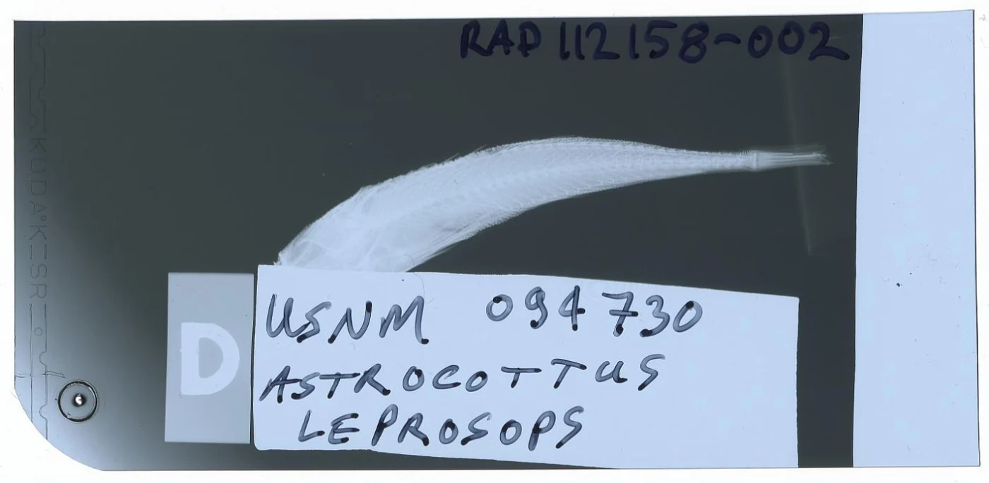 Astrocottus leprops