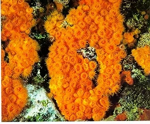 chalice coral