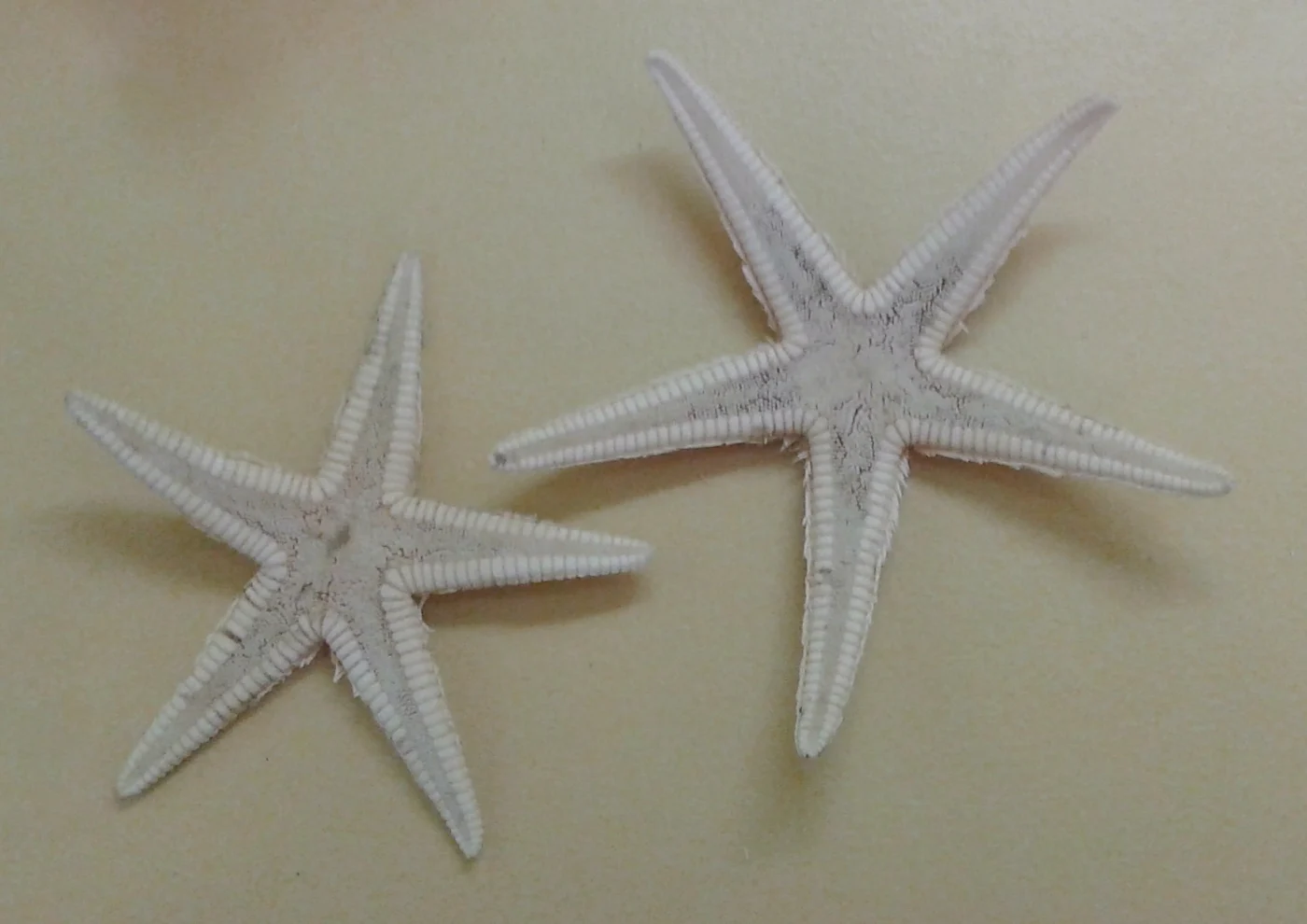 Astropecten cingulatus