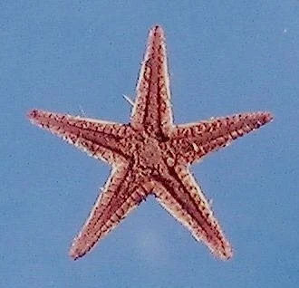 Two-spined sea star