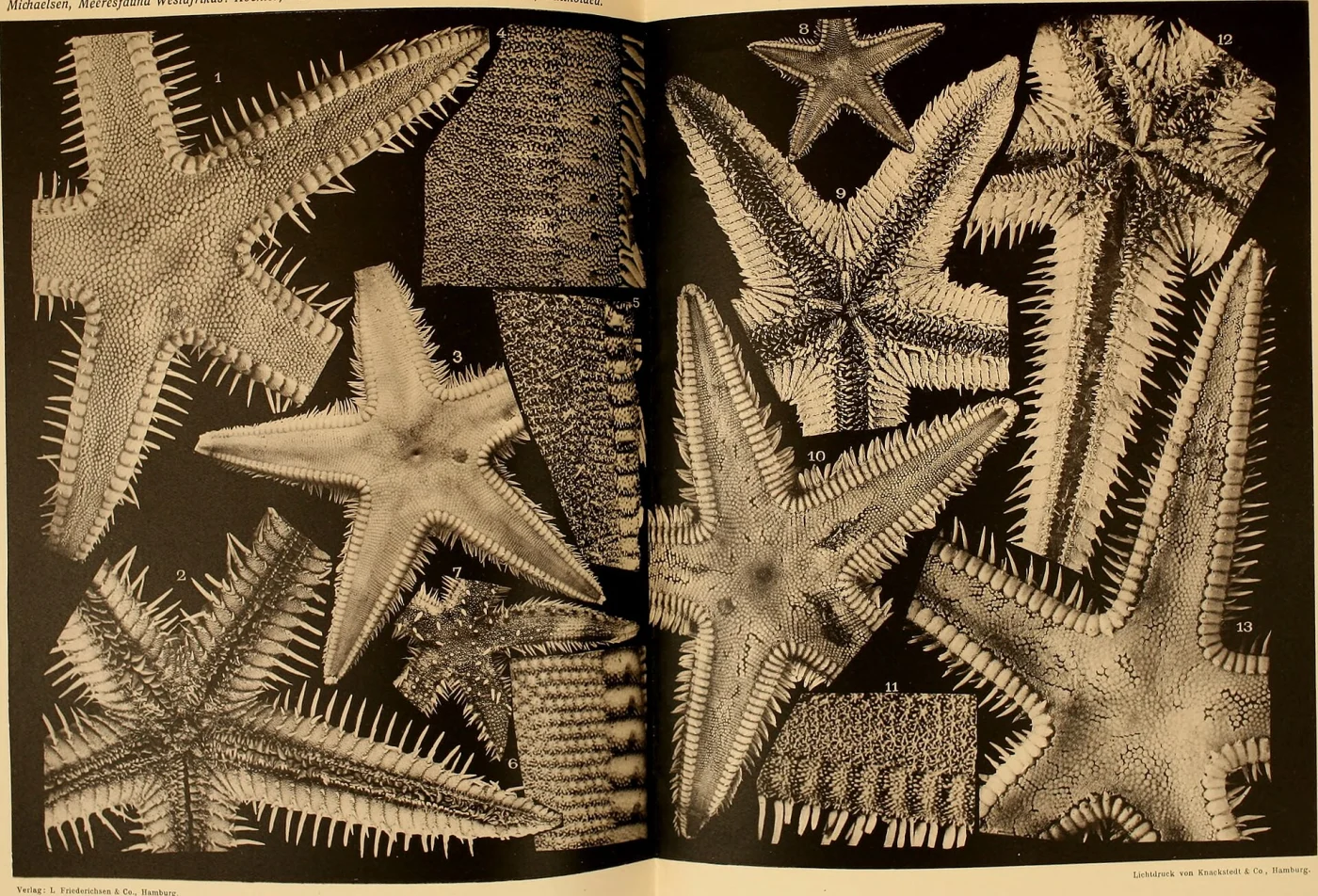 Astropecten huepferi