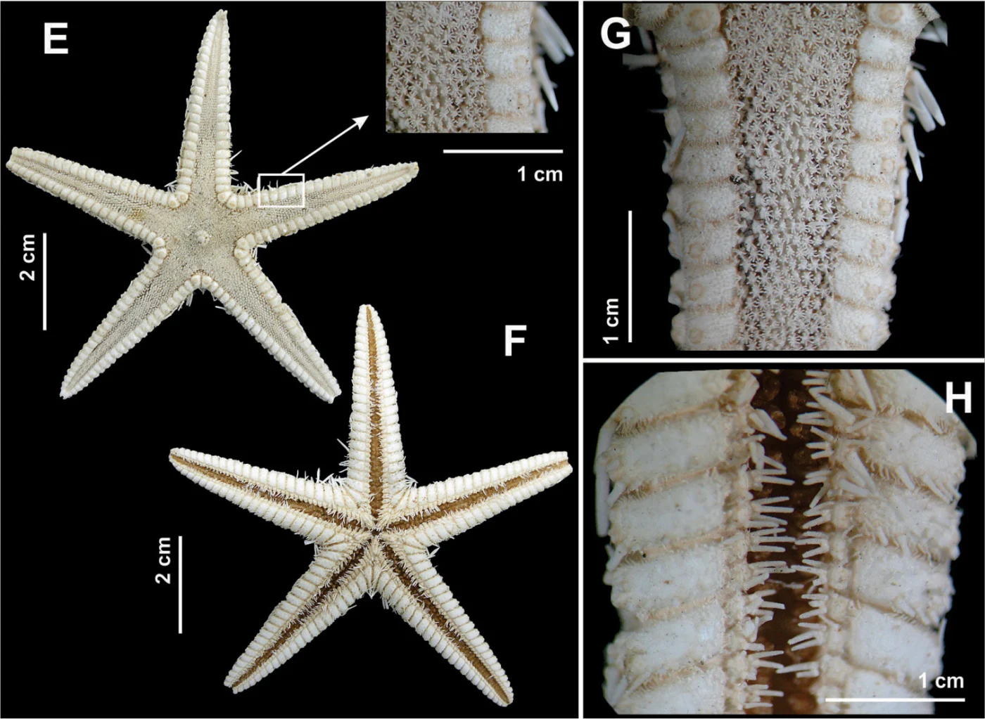 Astropecten inermis