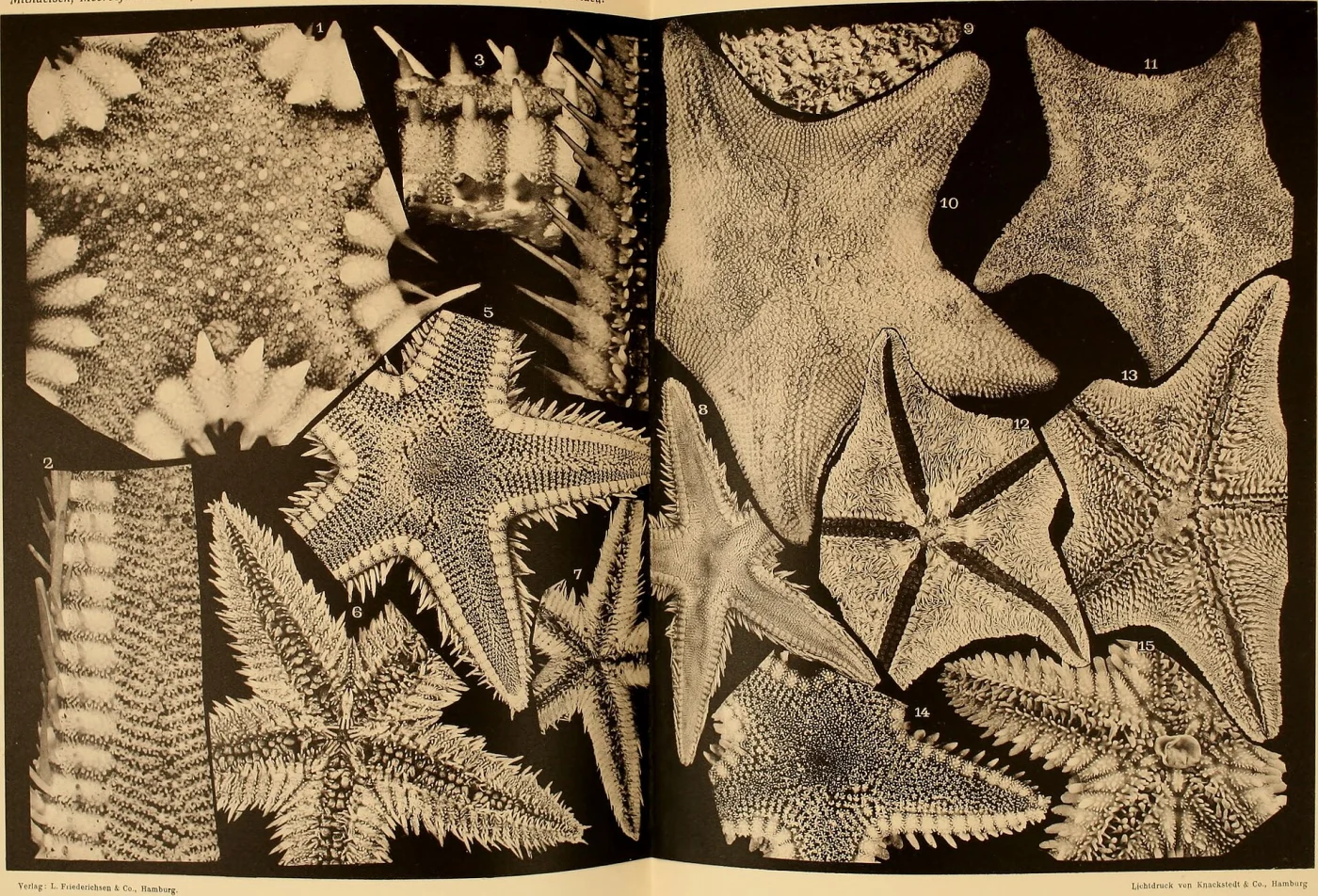 Astropecten liberiensis