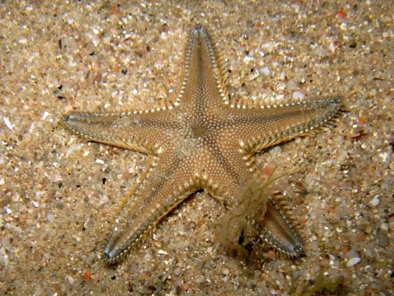 Astropecten mcedwardi