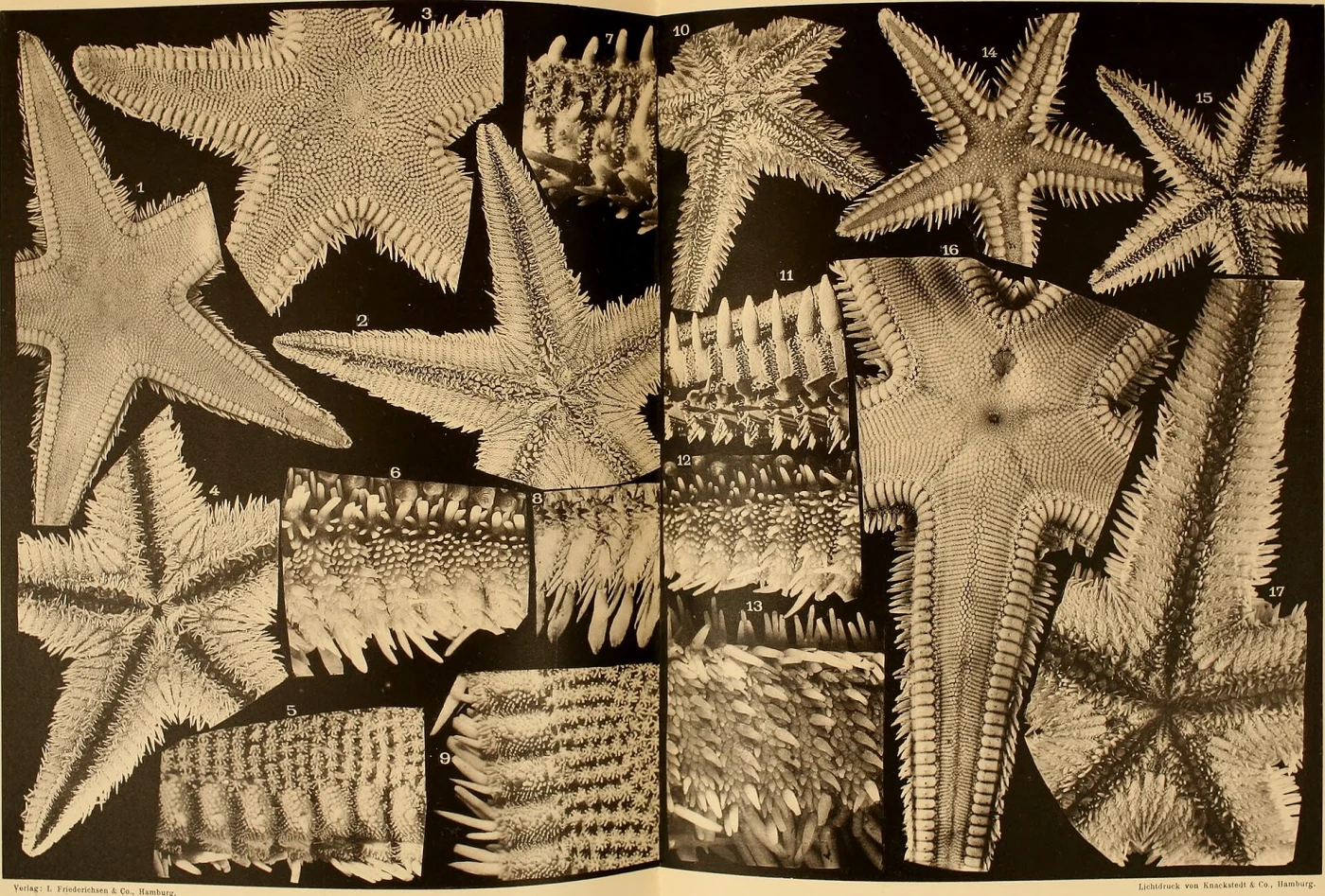 Astropecten michaelseni