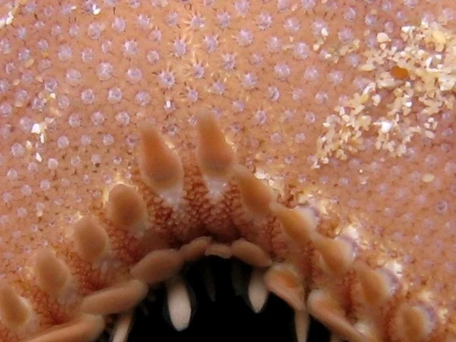 Astropecten platyacanthus