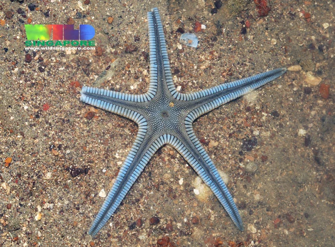 Astropecten sulcatus