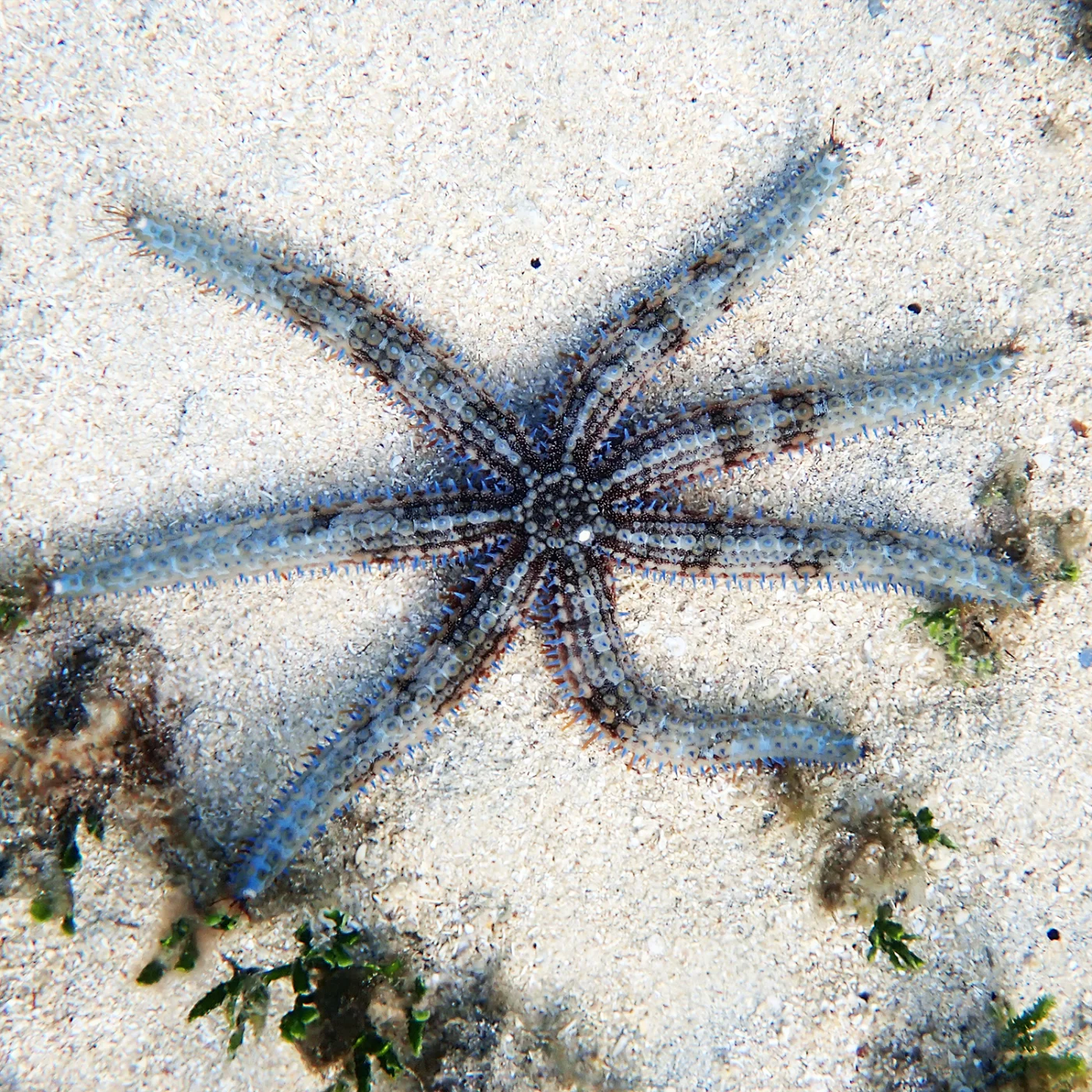 Astrostole multispina