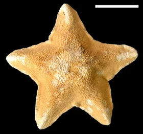 Astrotholus molginos