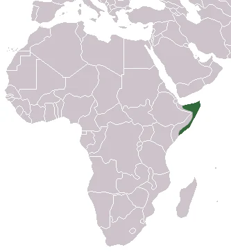 Somali Hedgehog