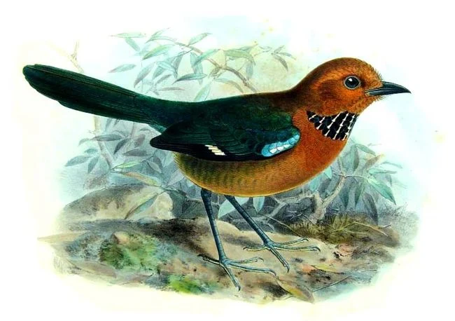 Crossley's Ground Roller