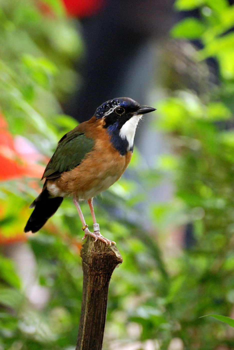 Pitta-like Ground Roller