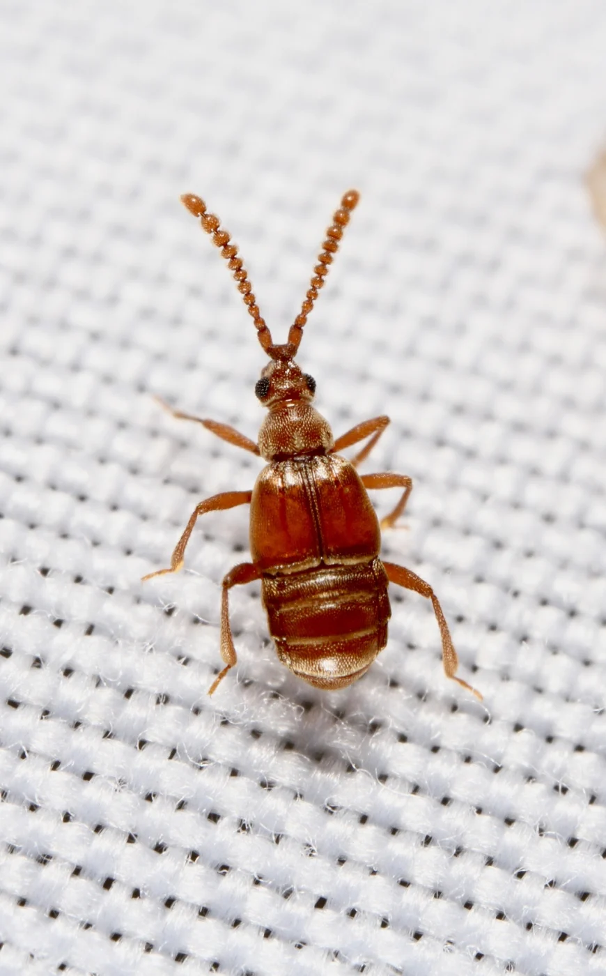 Atinus monilicornis
