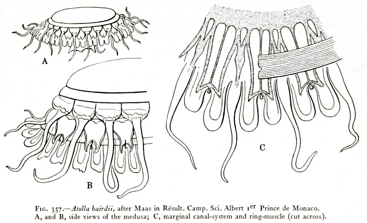 Atolla bairdii