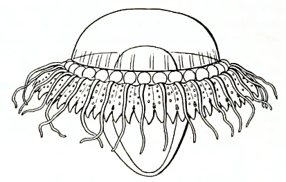 Atolla chuni