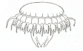 Atolla gigantea