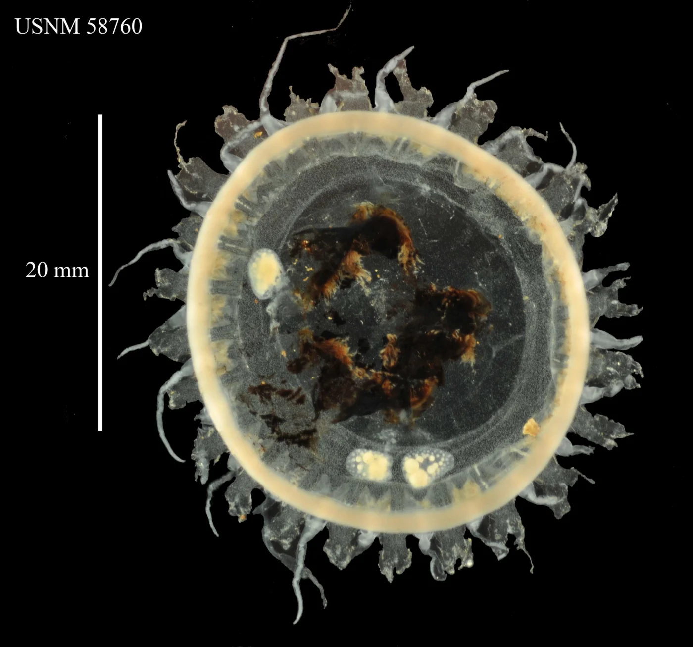Atolla parva