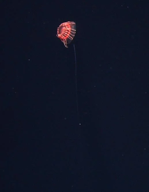 Atolla tenella