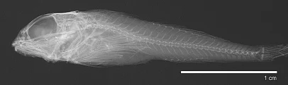 Atopocottus tribranchius