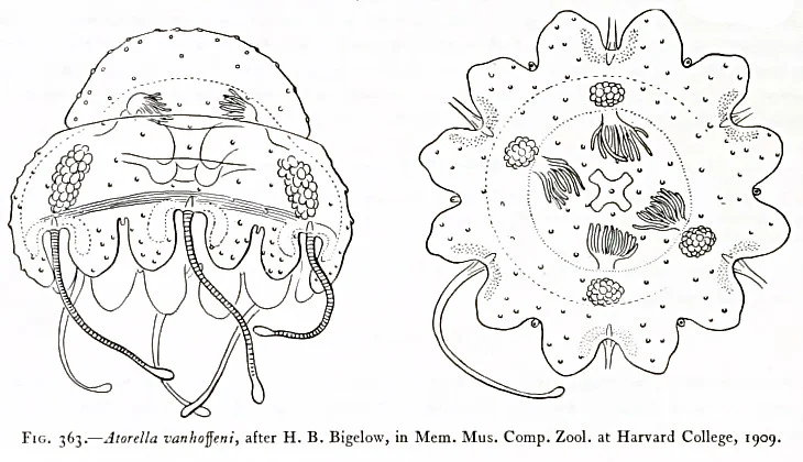 Atorella octogonos