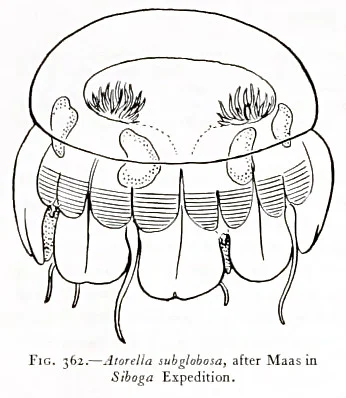 Atorella subglobosa