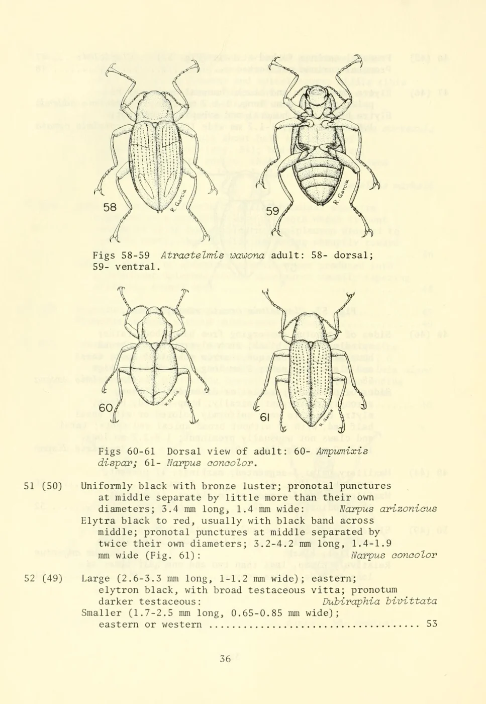 Wawona Riffle Beetle