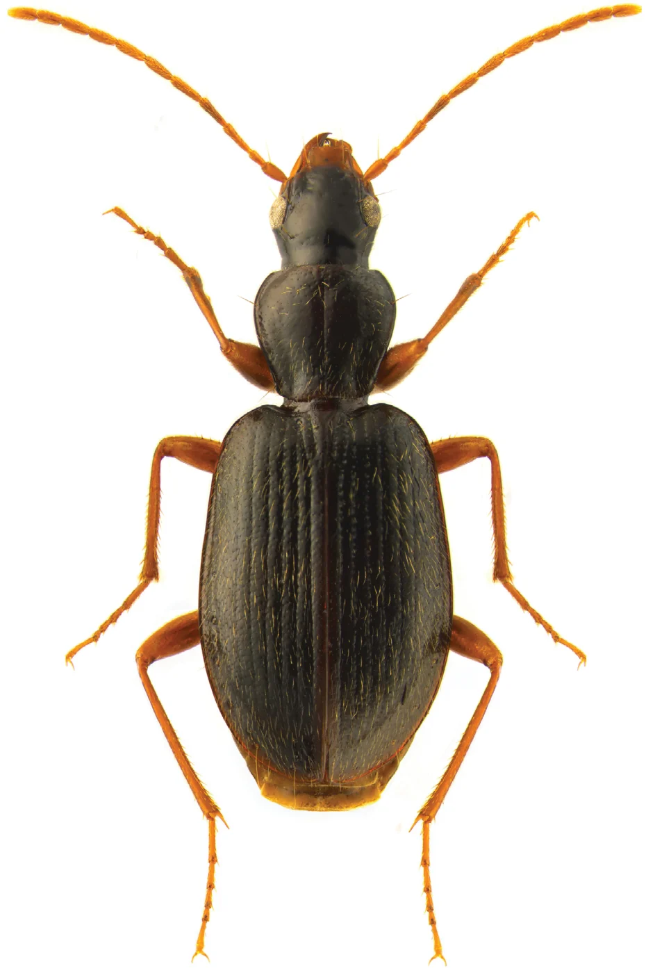 Atranus pubescens