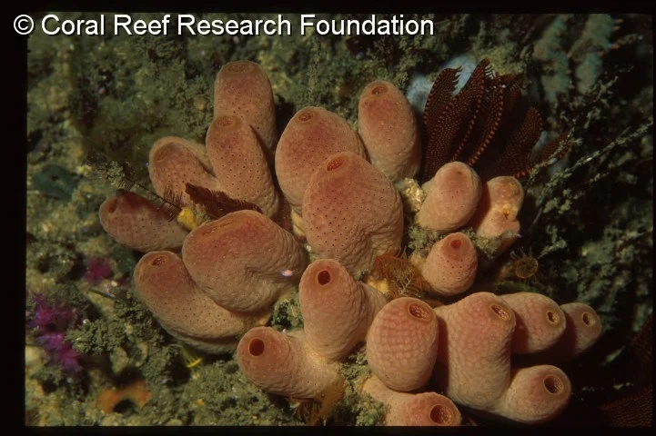 Atriolum marinense