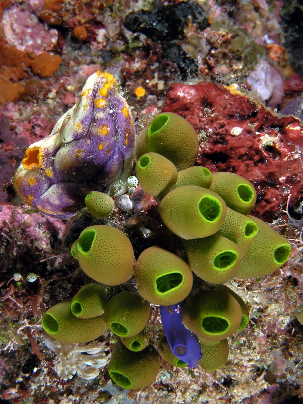 Atriolum marsupialis