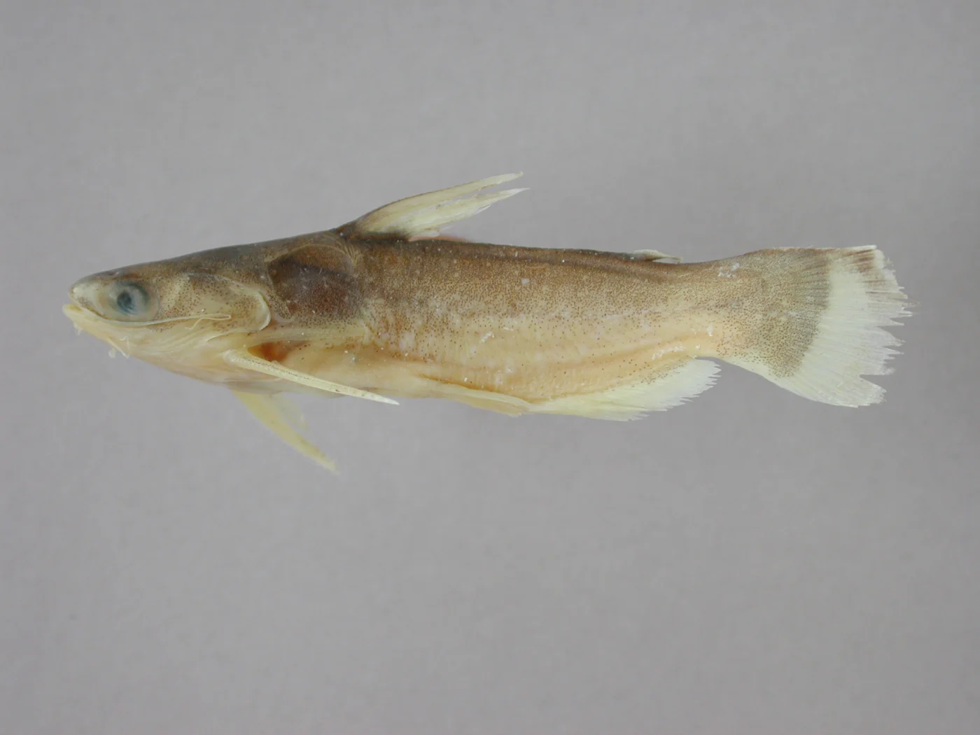 midnight catfish