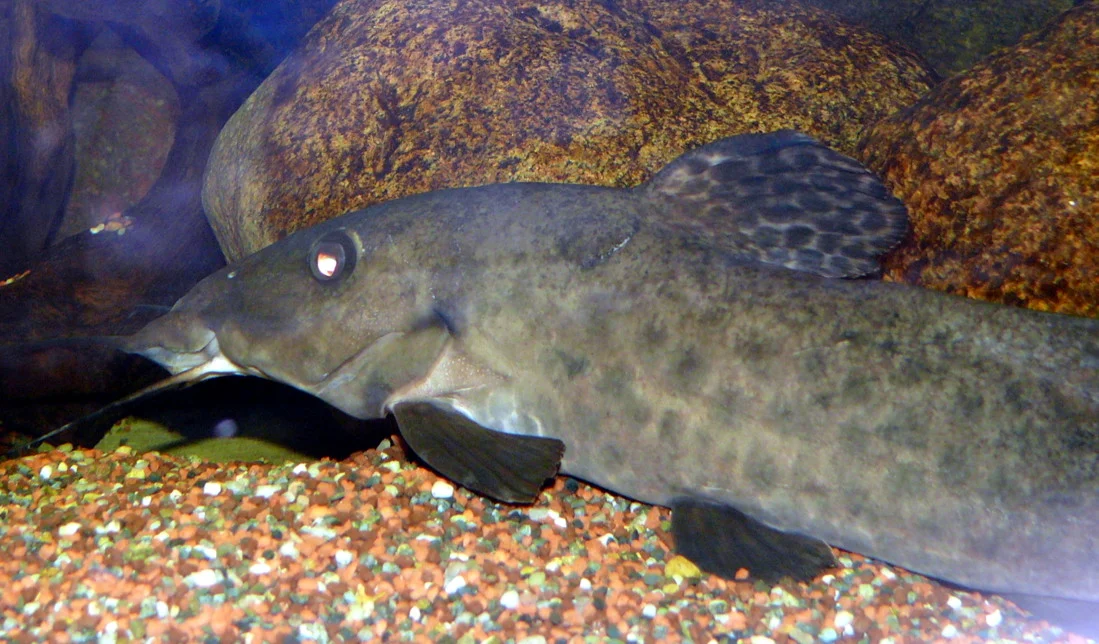 Armoured Catfish