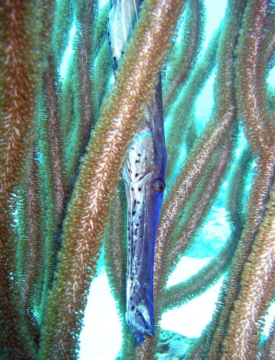 Atlantic trumpetfish