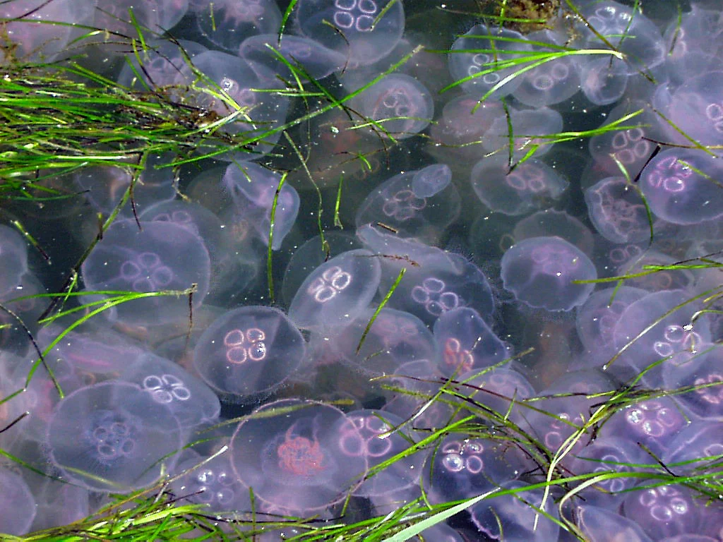 Moon Jelly