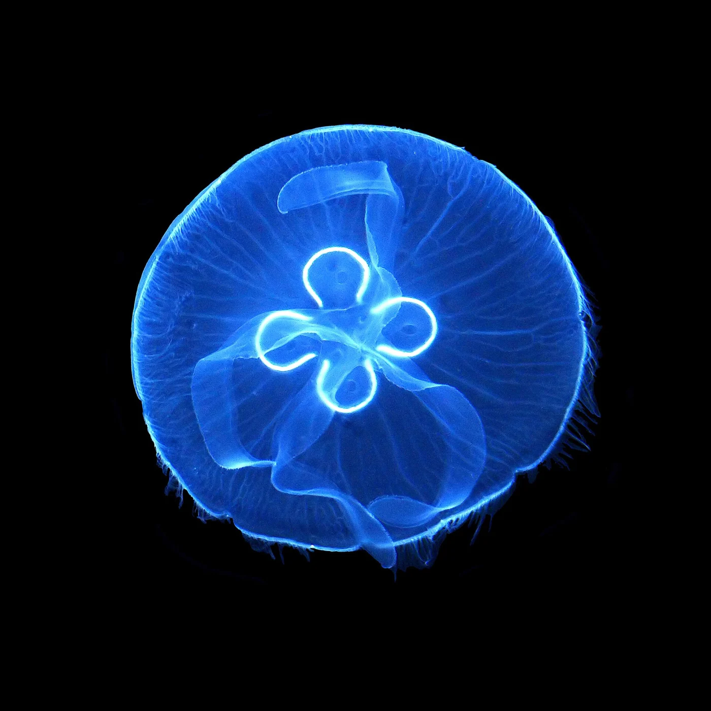 Asian moon jellyfish
