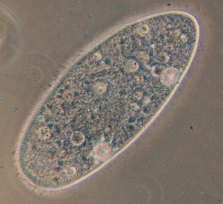 Aurelia mozambica
