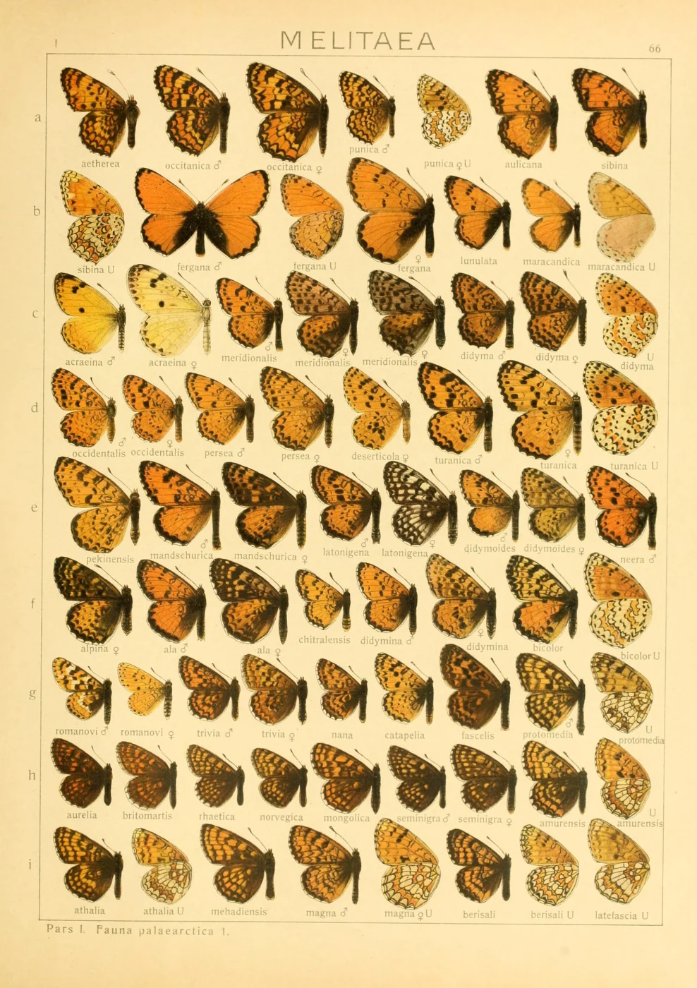 Aurelia persea