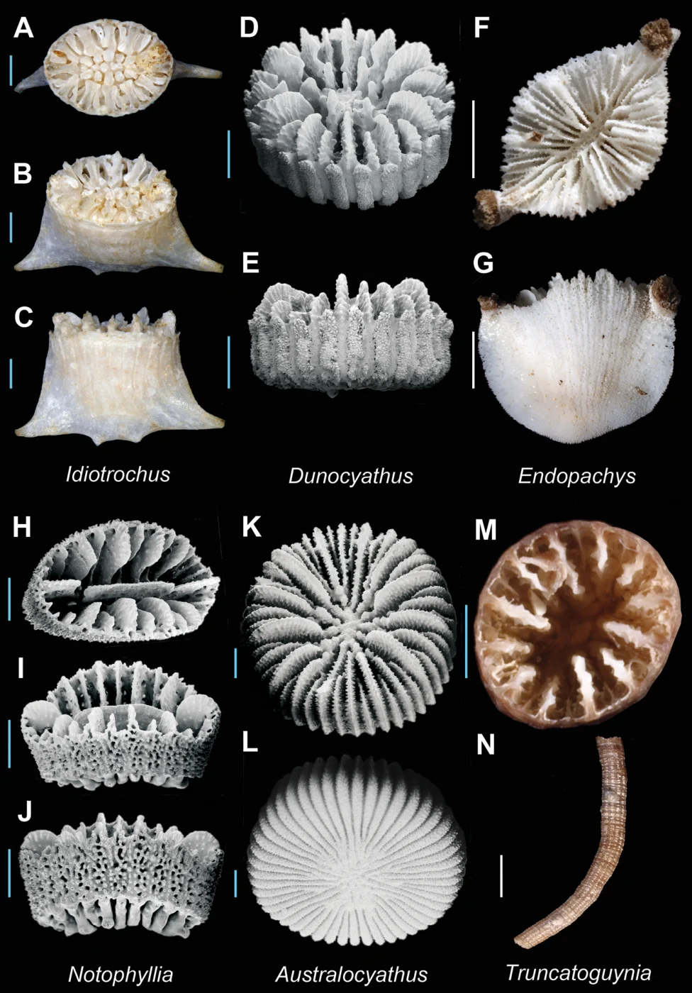 Australocyathus vincentinus