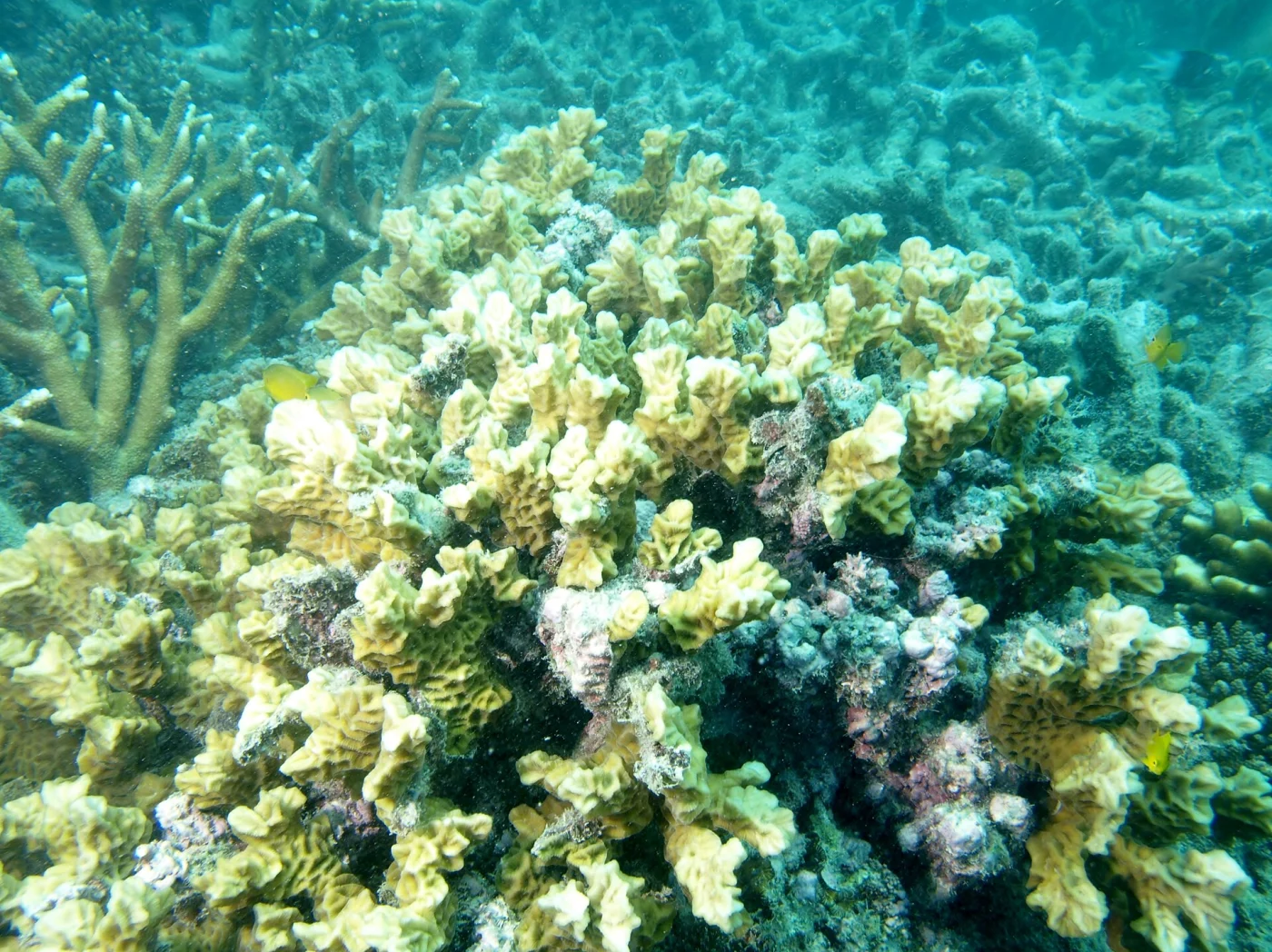 Australogyra coral