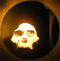 Australopithecus africanus