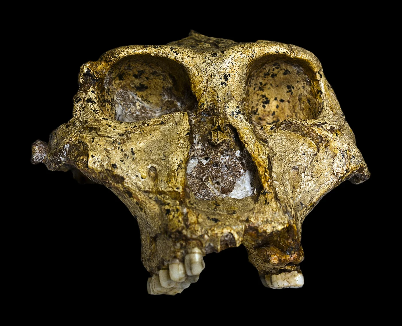 Australopithecus robustus