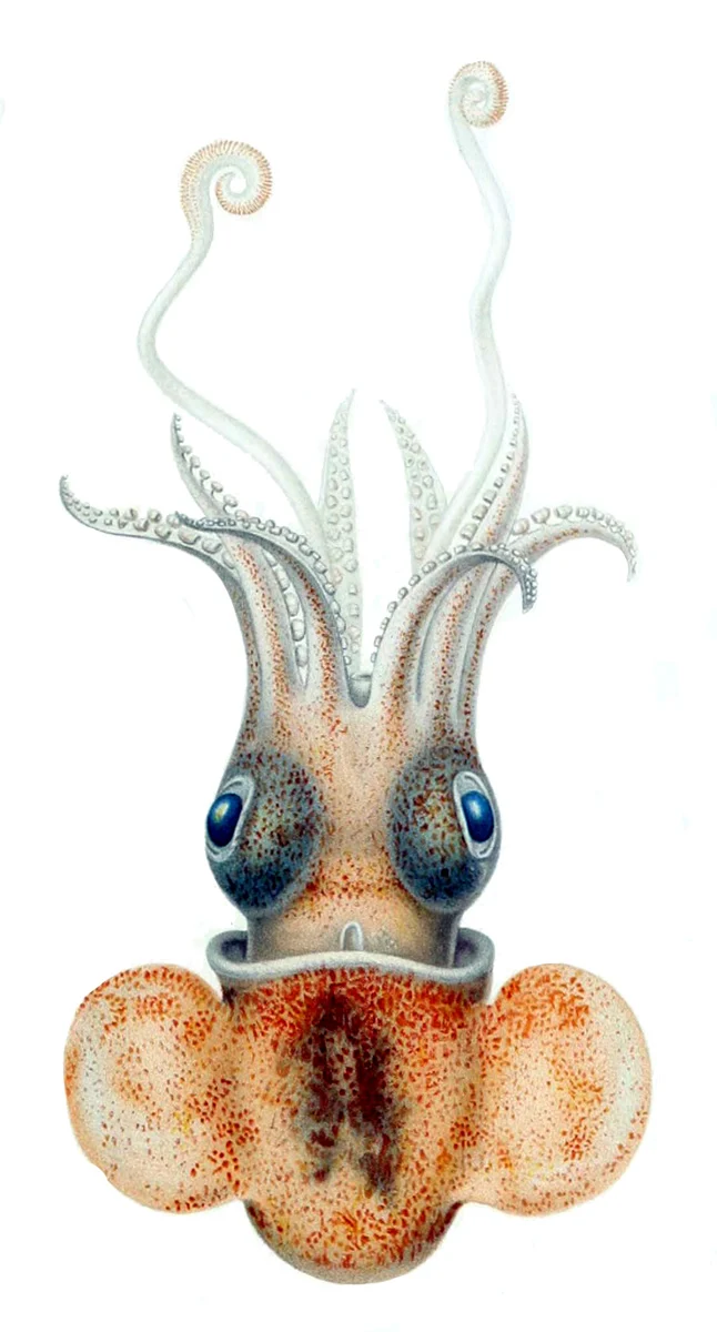 Austrorossia enigmatica