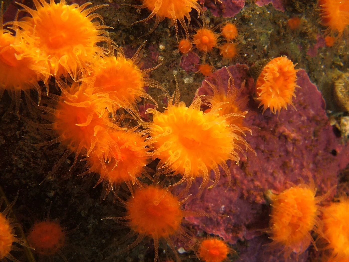 orange cup coral