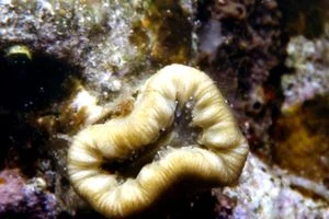 Tooth Coral, Scarlet Coral