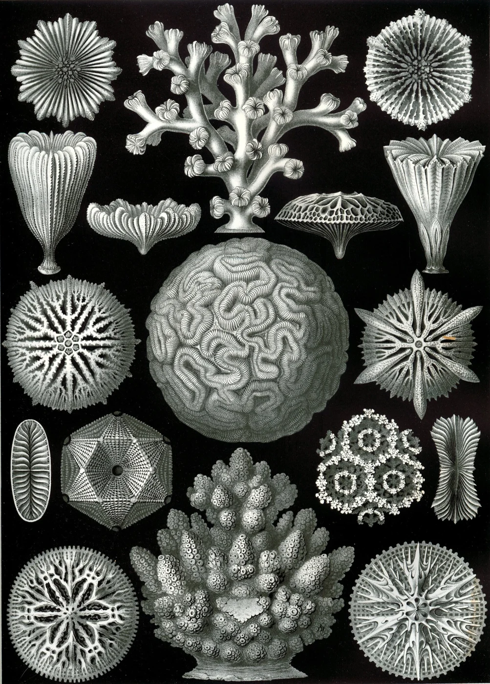 porous cup coral