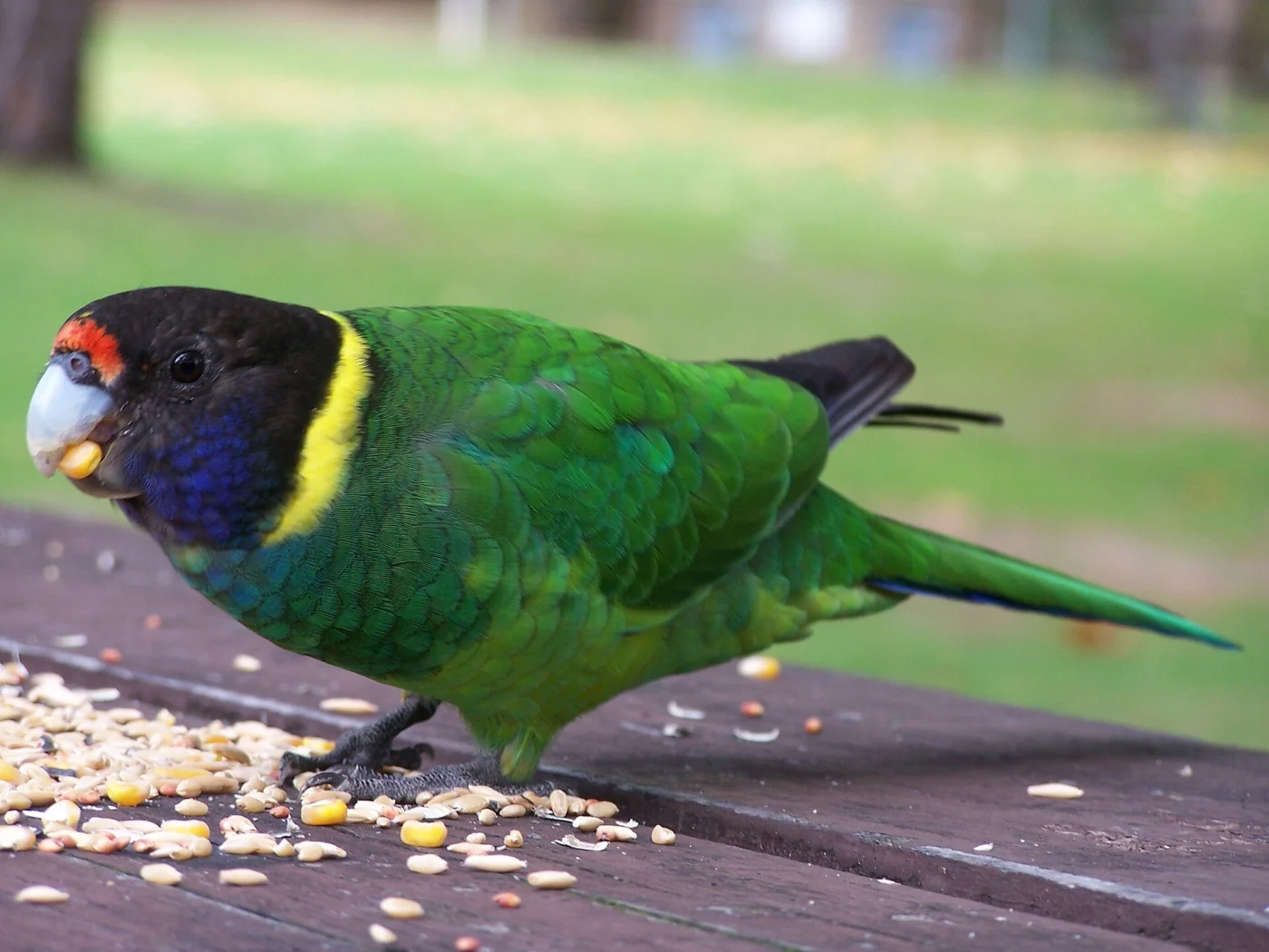 Australian Ringneck