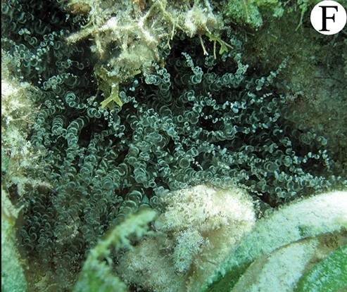 corkscrew anemone