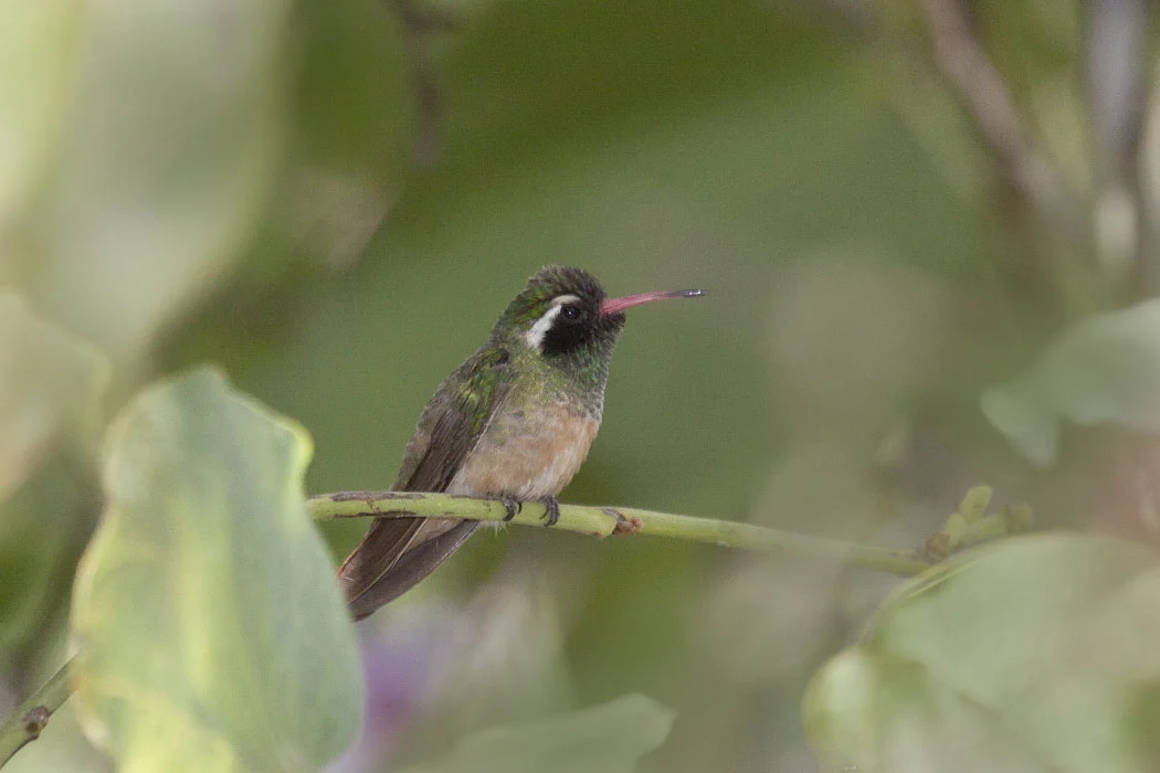 Xantus's Hummingbird