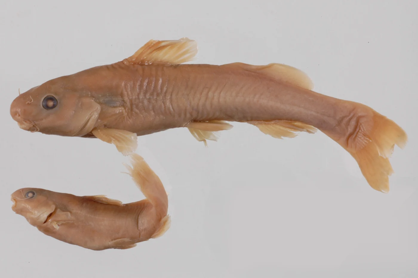 Slender Batasio Catfish
